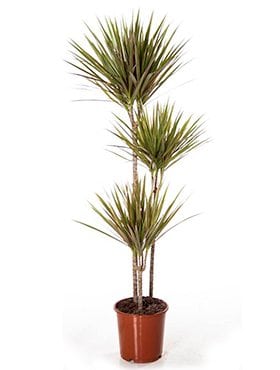 Dracaena bicolor