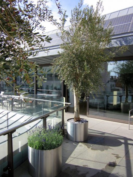 Office Shrubs delivered - Olive Tree delivery - on site delivery - UK