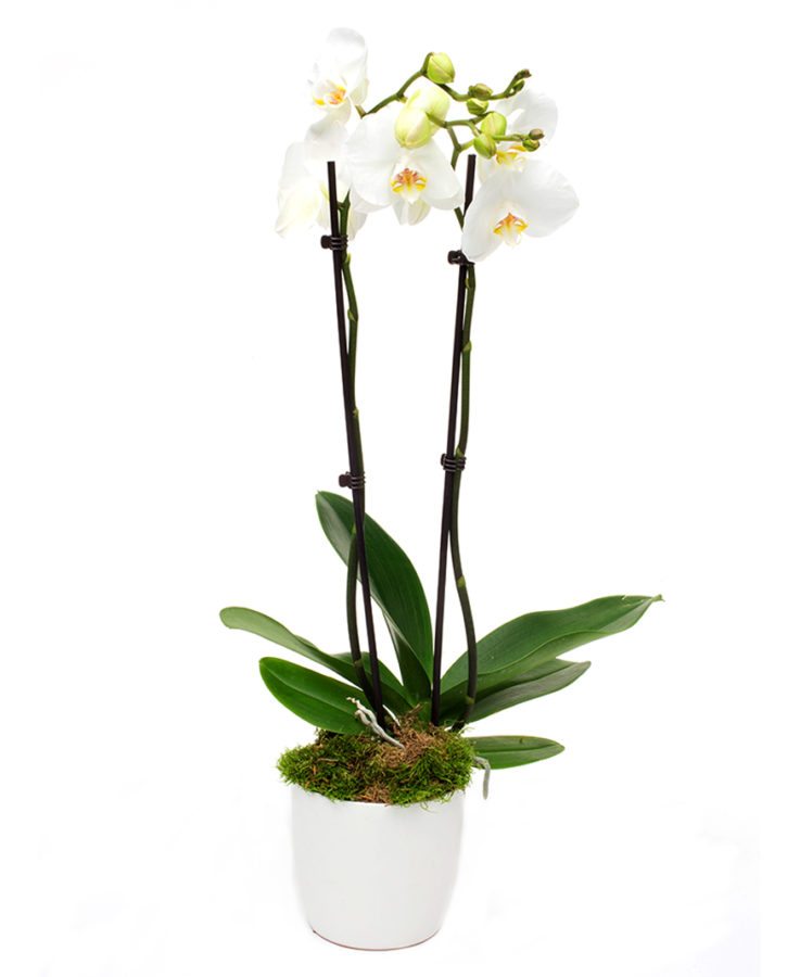 White Phalaenopsis Orchid Flower Delivery