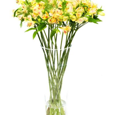 Subscription Flower Delivery Service - Yellow Alstroemeria Flowers Delivered Weekly