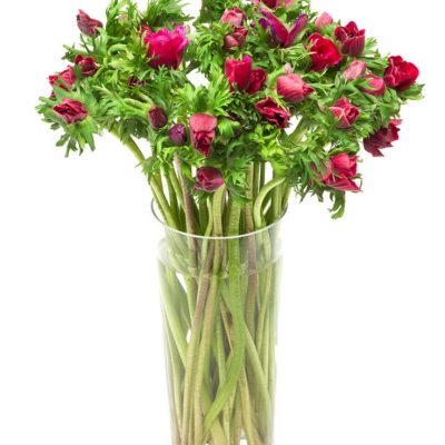 Subscription Flower Delivery - Burgundy Anemones Flowers