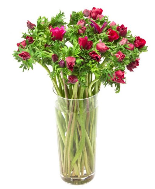 Subscription Flower Delivery - Burgundy Anemones Flowers