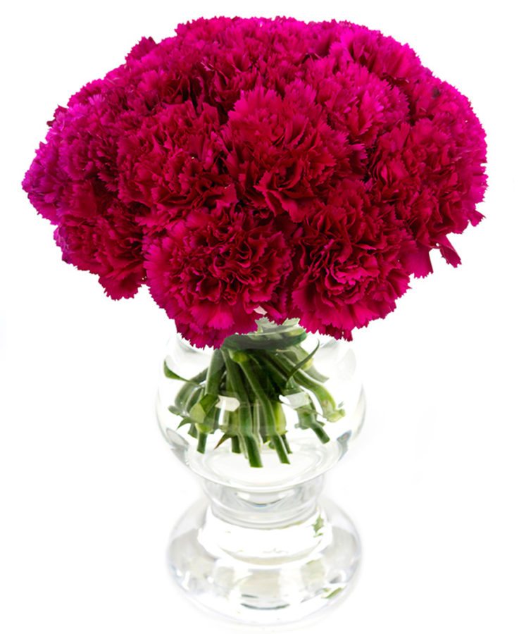 Magenta Carnations Flowers Delivered - Delivery nationwide