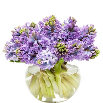 Purple Hyacinths Flowers Delivered, Delivery Nationwide