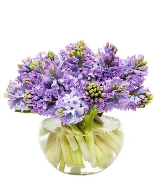 Purple Hyacinths Flowers Delivered, Delivery Nationwide