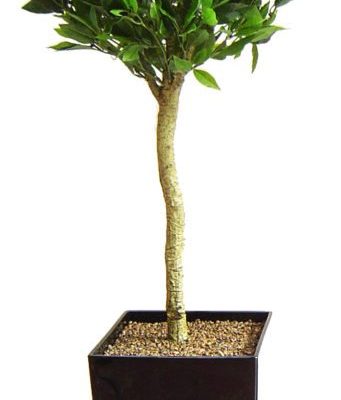 5ft bay tree in black planter for delivery