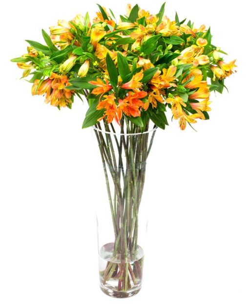 Flower Subscription - Alstroemeria - Orange