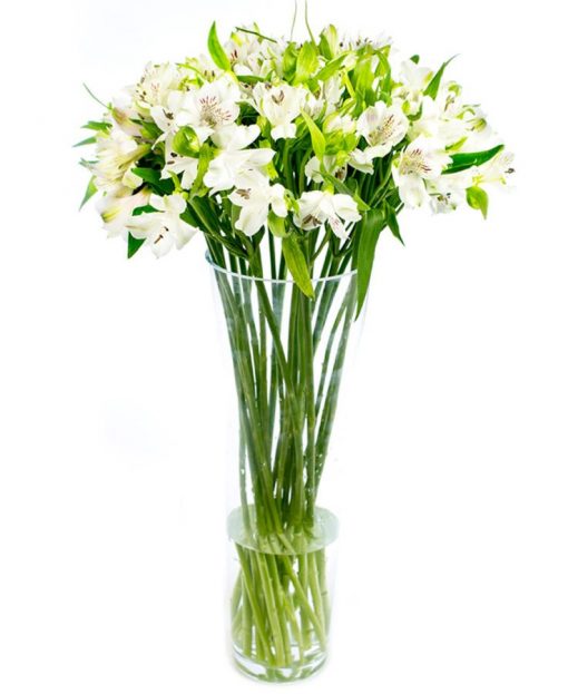 Flower Subscription - Alstroemeria - White