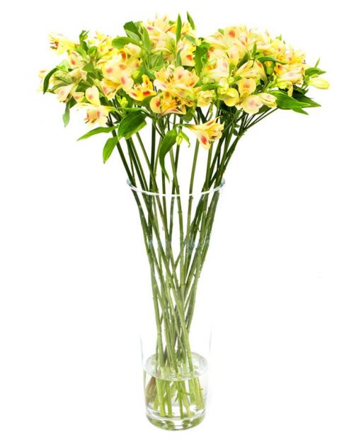 Flower Subscription - Alstroemeria - Yellow