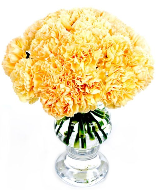 Carnations - Peach