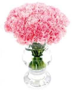 Carnations - Pink