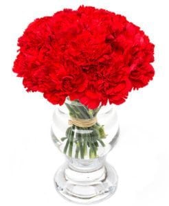 Carnations - Red