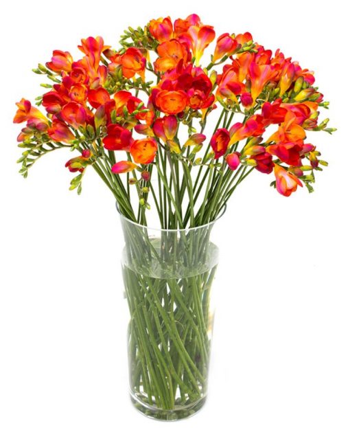 Freesias - Orange