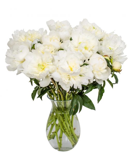 White Peonies