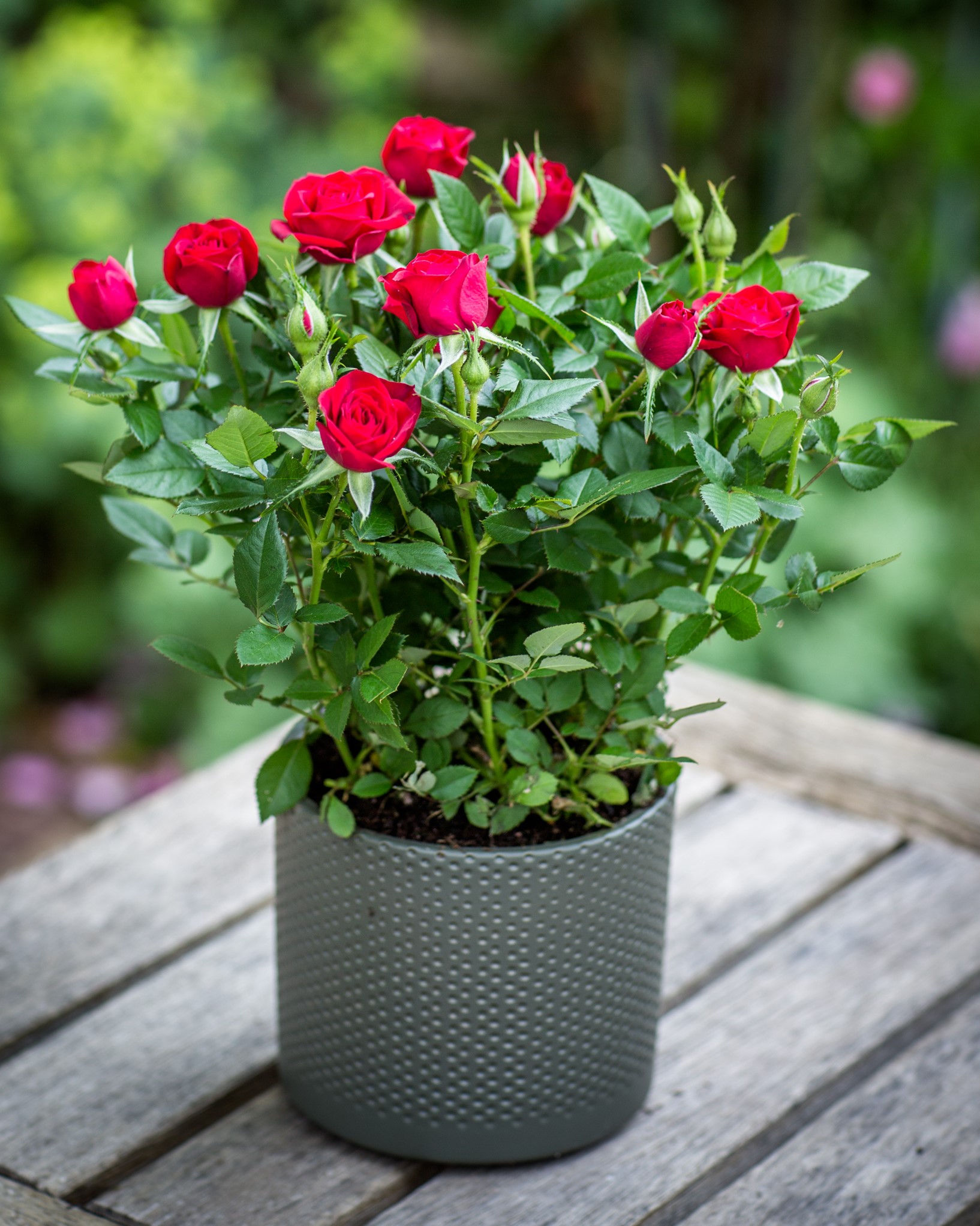 Red Rose Bush