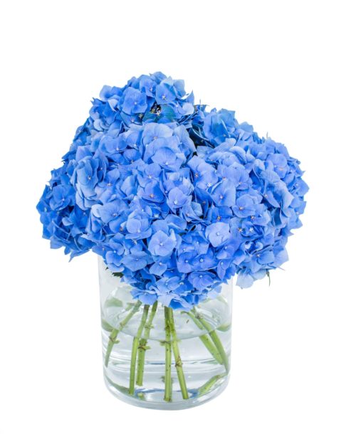 Hydrangea---Bela-Blue-compressor (2)