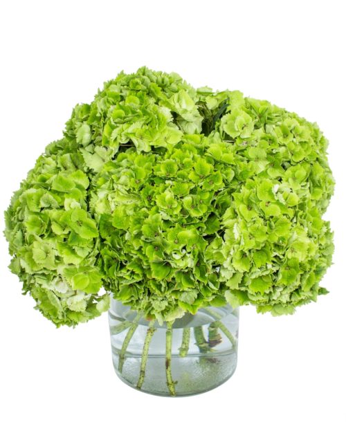 Hydrangea---Green-Cloud-compressor (1)