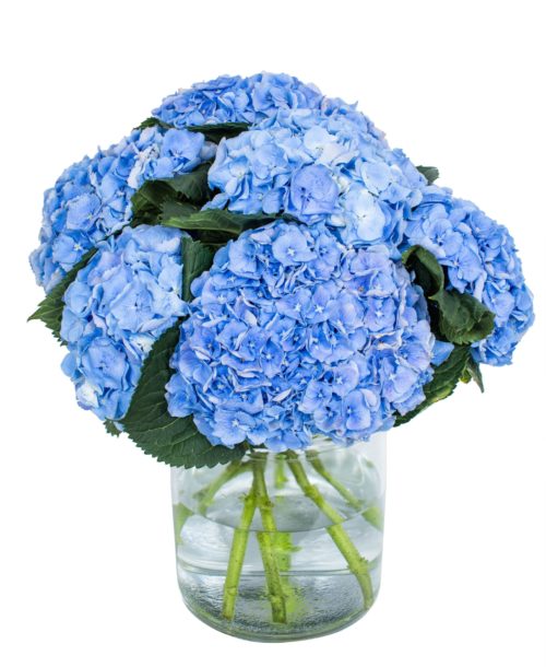 Hydrangea---Margarita-Blue-compressor