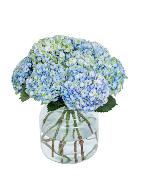 Hydrangea---Revolution-Blue-compressor