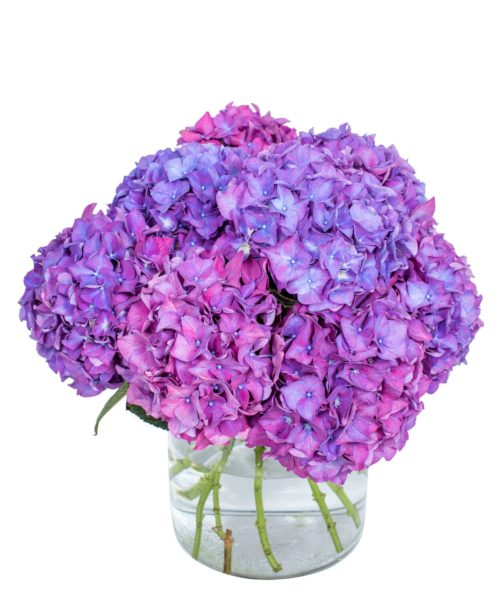 Hydrangea---Rodeo-Purple-compressor