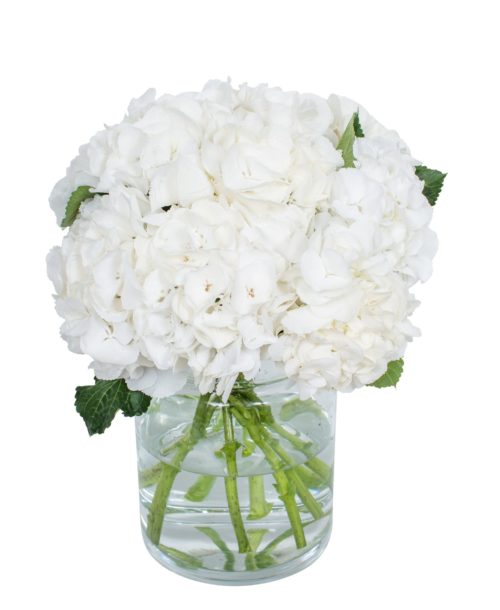 Hydrangea---Schneeball-White-compressor