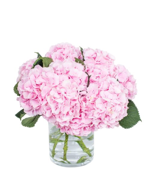 Hydrangea---Verena-Pink-compressor