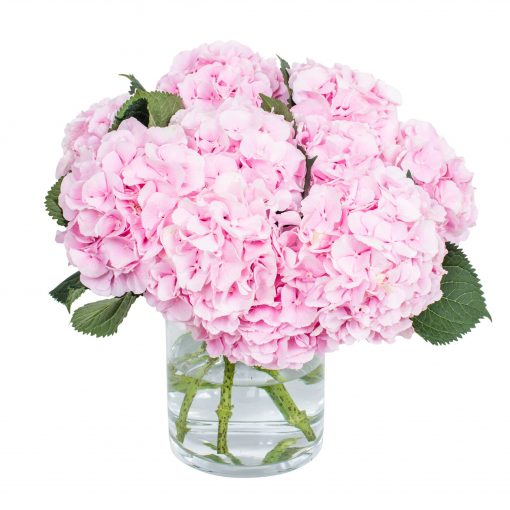 Hydrangea - Verena Pink