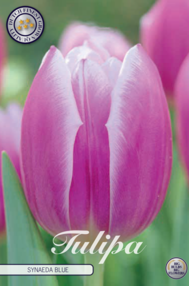 80270_Tulipa_Synaeda_Blue-768x1100