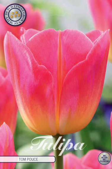 80275_Tulipa_Tom_Pouce-768x1100