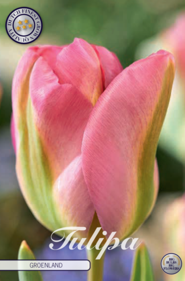 80360_Tulipa_Groenland-768x1100